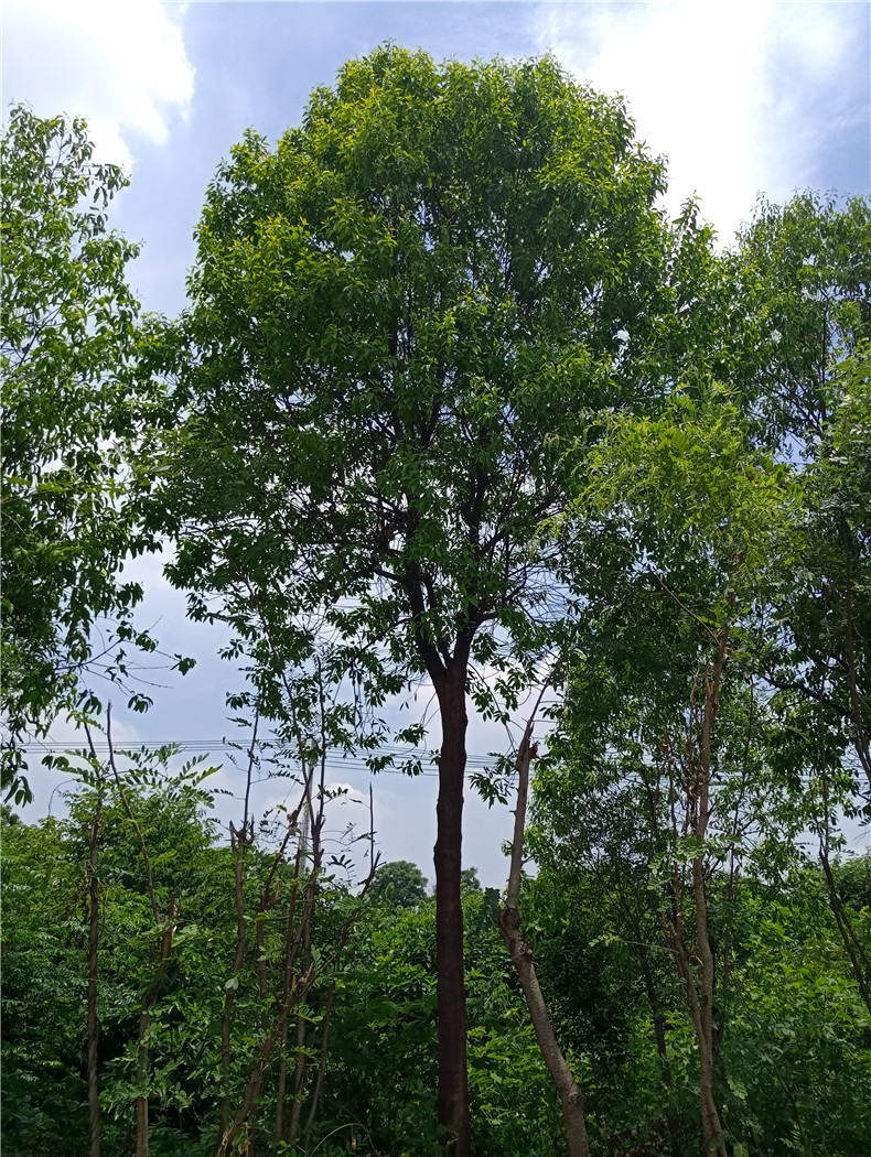 印度檀香树袋苗 （米胸径9-12cm，高约5米）