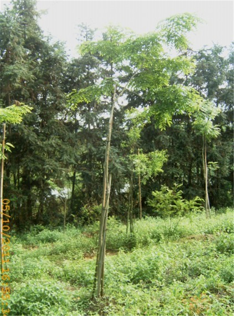 海南黄花梨树 米径3-4公分